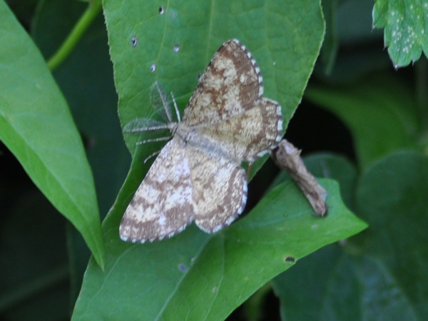 Da identificare : Ematurga atomaria ♂