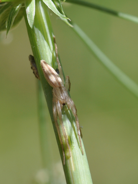 Tibellus sp. - Linyphiidae