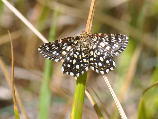 Da identificare : Chiasmia clathrata