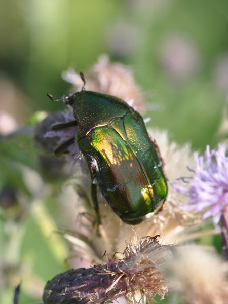 Cetonia aurata?