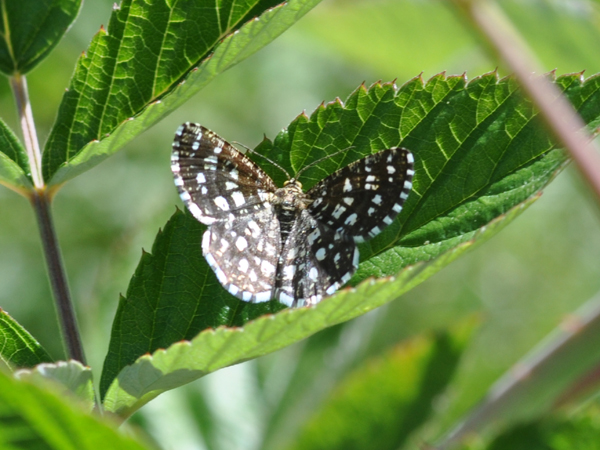 Da identificare : Chiasmia clathrata