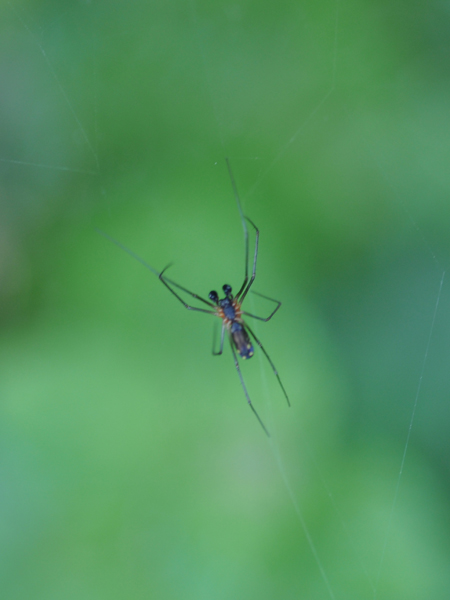 Tibellus sp. - Linyphiidae