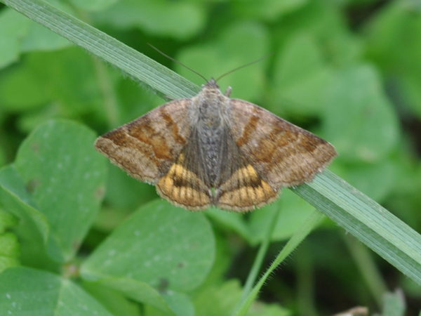 Da identificare : Euclidia glyphica