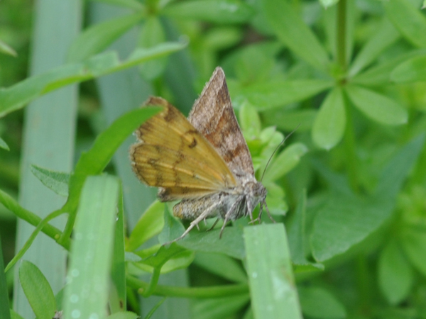 Da identificare : Euclidia glyphica