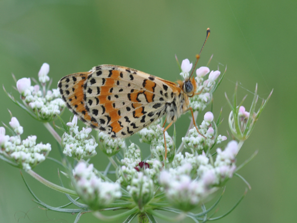 Da identificare : Melitaea didyma