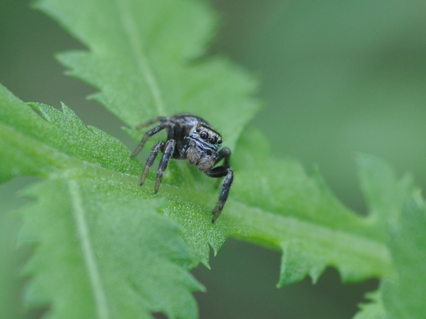 Salticidae ?