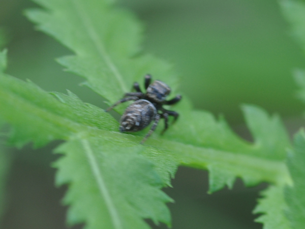 Salticidae ?