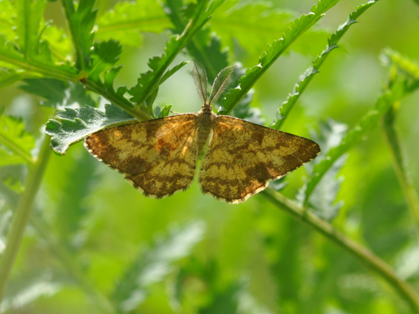 Da identif. : Scotopteryx chenopodiata - E. atomaria ♂