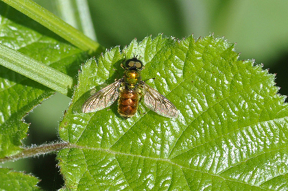 Chloromyia formosa