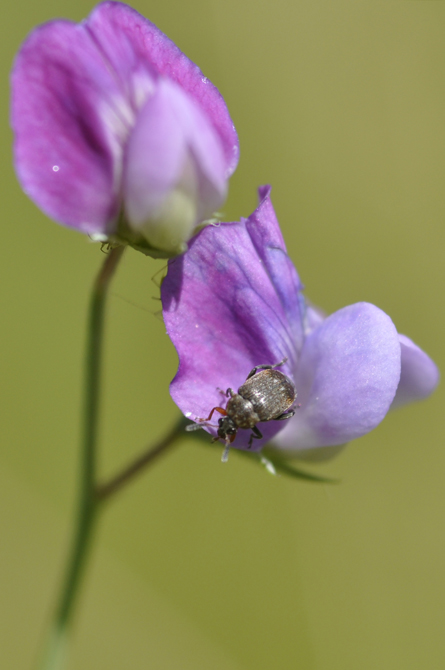 Chrysomelidae Bruchinae