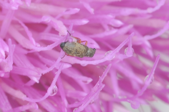 Altro piccolo coleottero floricolo non identificato