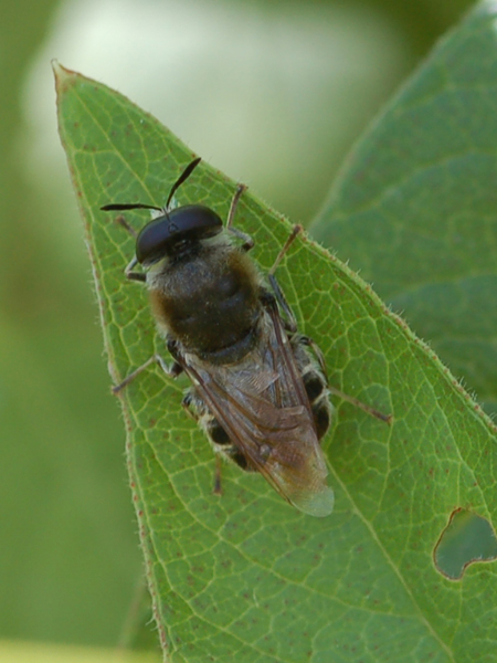 Stratiomys cf. longicornis