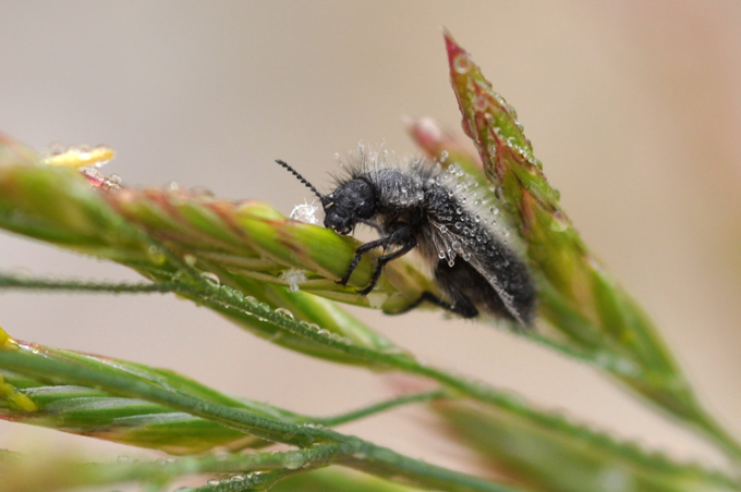 Buprestidae?  No. Dasytidae (Enicopus?)