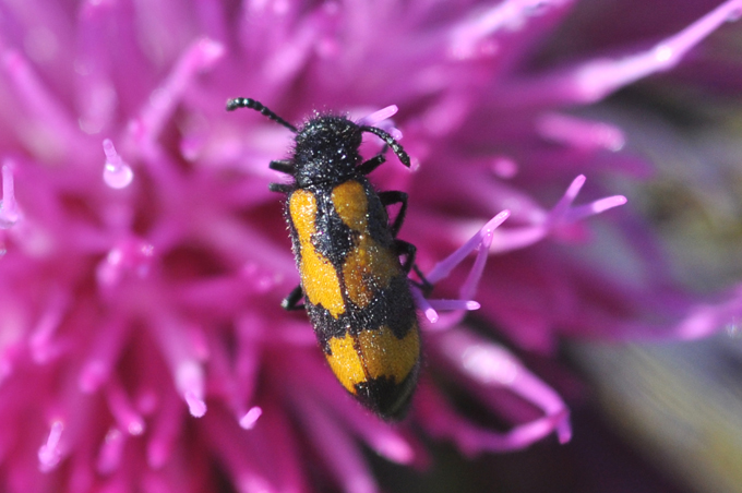 E'' un Cleridae? No. Mylabris variabilis.