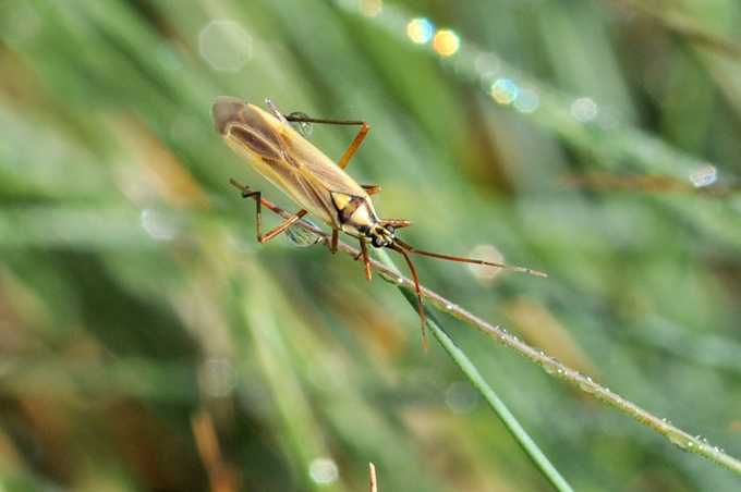 Mi sembra un Miridae