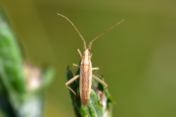 Altro Miridae?