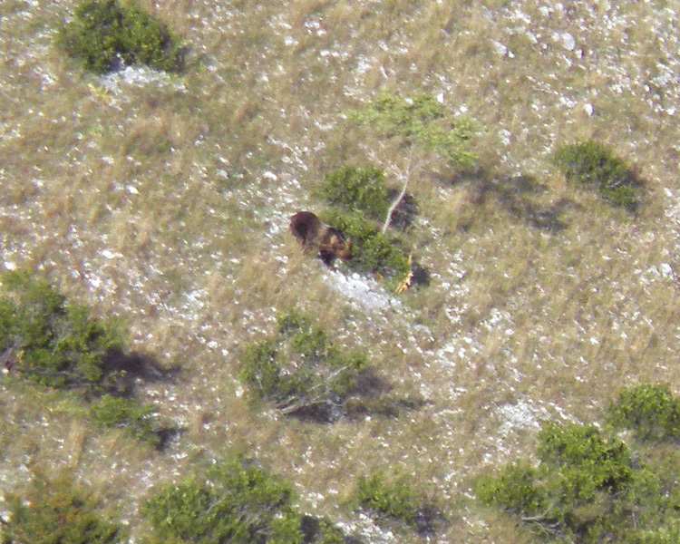 FOTOGRAFATO L''ORSO BRUNO MARSICANO