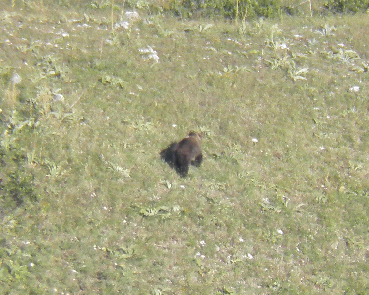 FOTOGRAFATO L''ORSO BRUNO MARSICANO