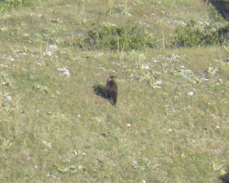 FOTOGRAFATO L''ORSO BRUNO MARSICANO