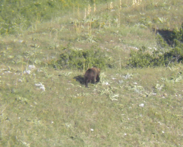 FOTOGRAFATO L''ORSO BRUNO MARSICANO