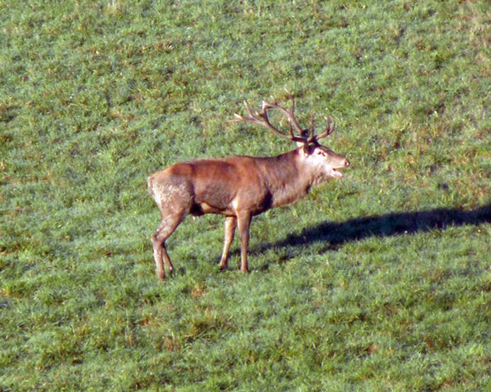 CERVIDI