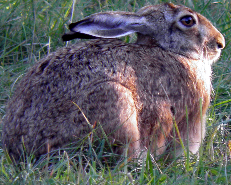 RODITORI E LAGOMORFI SELVATICI