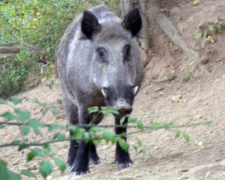 IL CINGHIALE