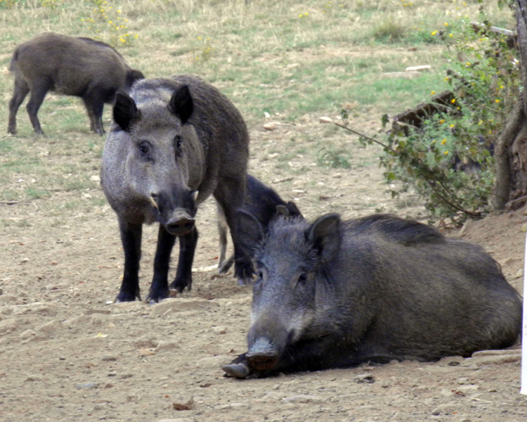 IL CINGHIALE