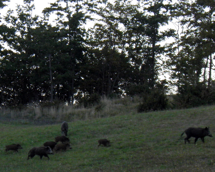 IL CINGHIALE