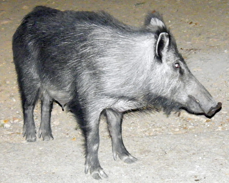 IL CINGHIALE