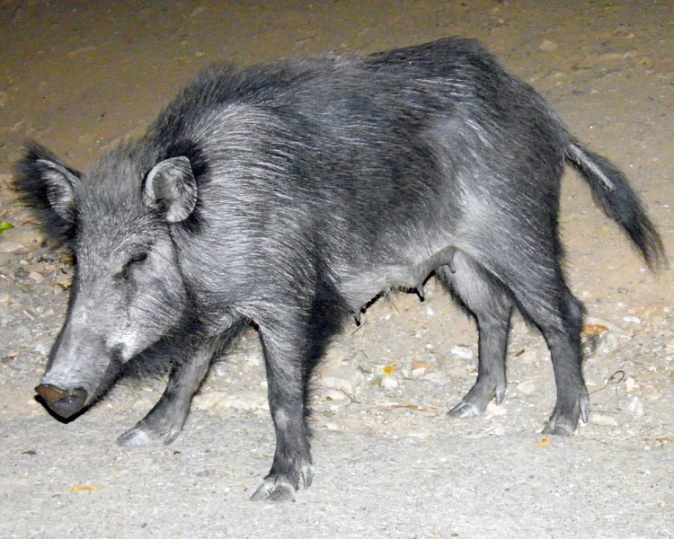 IL CINGHIALE