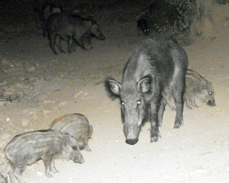 IL CINGHIALE