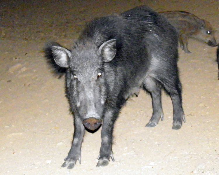 IL CINGHIALE