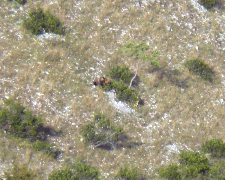 FOTOGRAFATO L''ORSO BRUNO MARSICANO