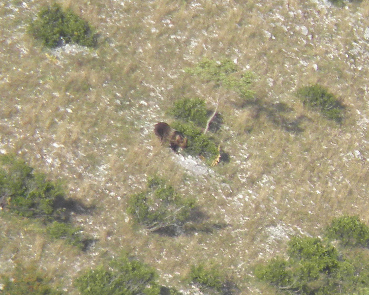 FOTOGRAFATO L''ORSO BRUNO MARSICANO