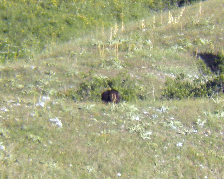 FOTOGRAFATO L''ORSO BRUNO MARSICANO