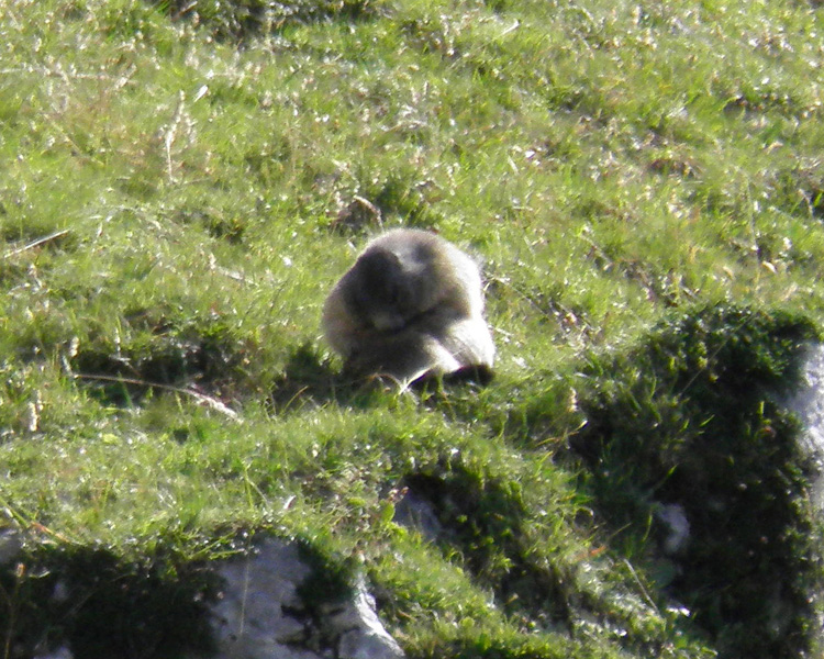 RODITORI E LAGOMORFI SELVATICI