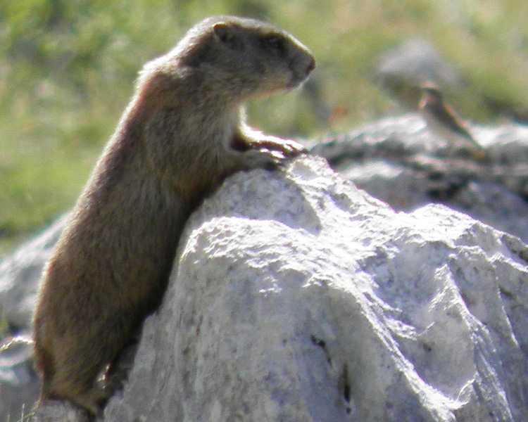 RODITORI E LAGOMORFI SELVATICI