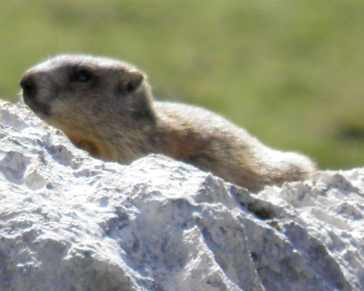 RODITORI E LAGOMORFI SELVATICI