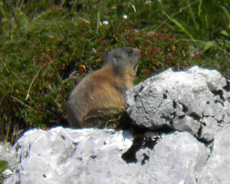 RODITORI E LAGOMORFI SELVATICI