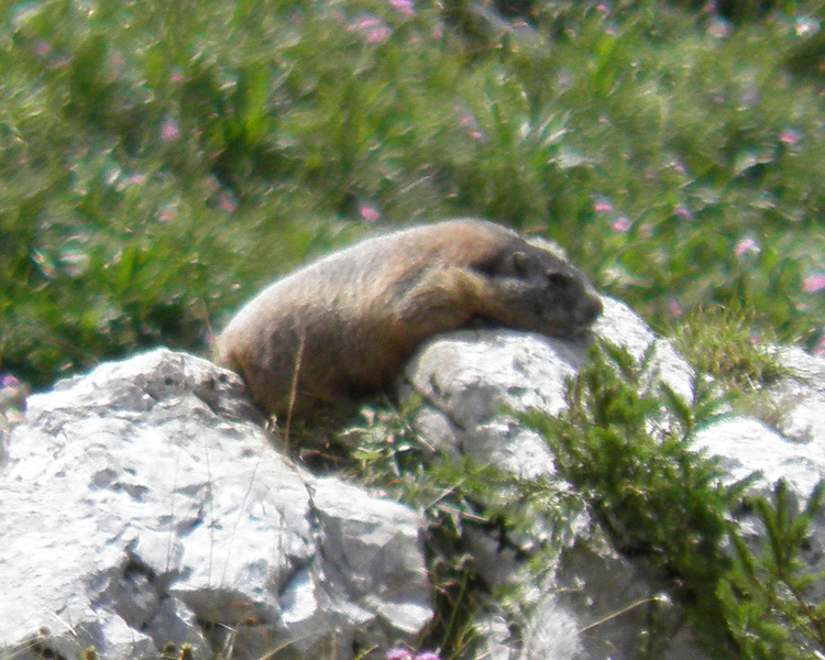 RODITORI E LAGOMORFI SELVATICI