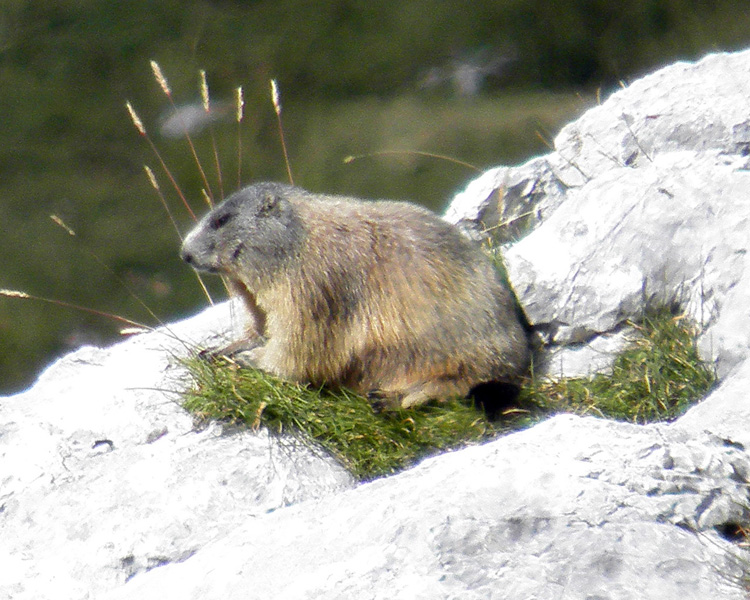 RODITORI E LAGOMORFI SELVATICI