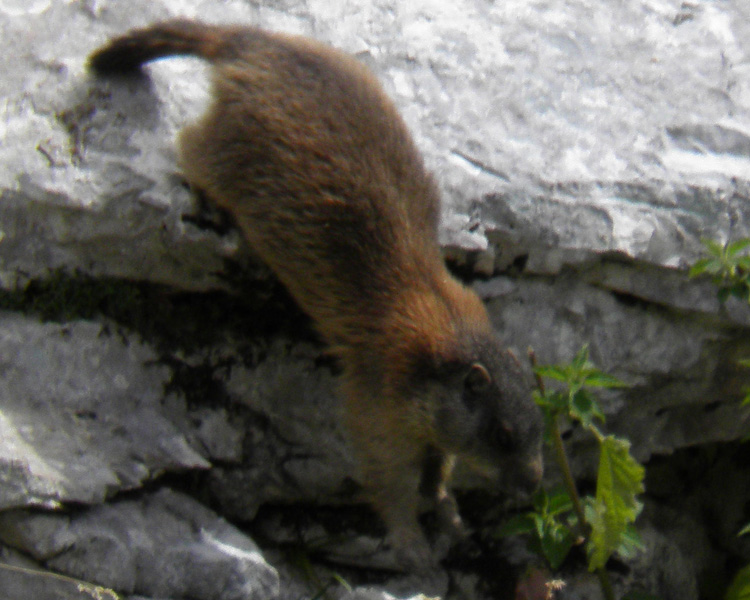 RODITORI E LAGOMORFI SELVATICI