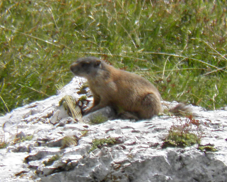 RODITORI E LAGOMORFI SELVATICI