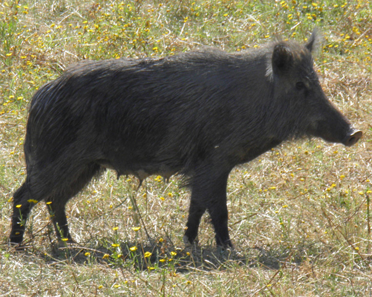 IL CINGHIALE