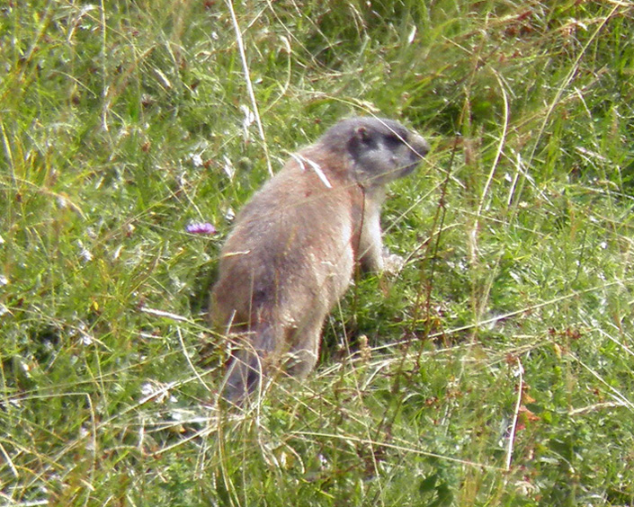 RODITORI E LAGOMORFI SELVATICI