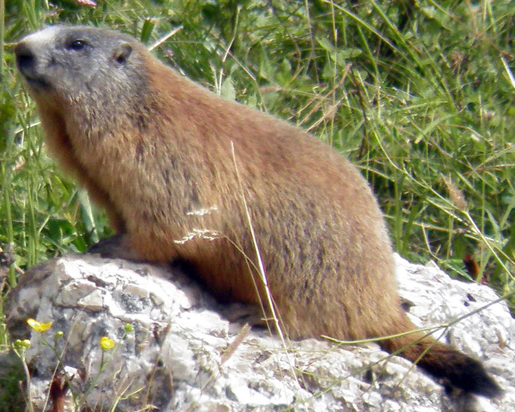 RODITORI E LAGOMORFI SELVATICI