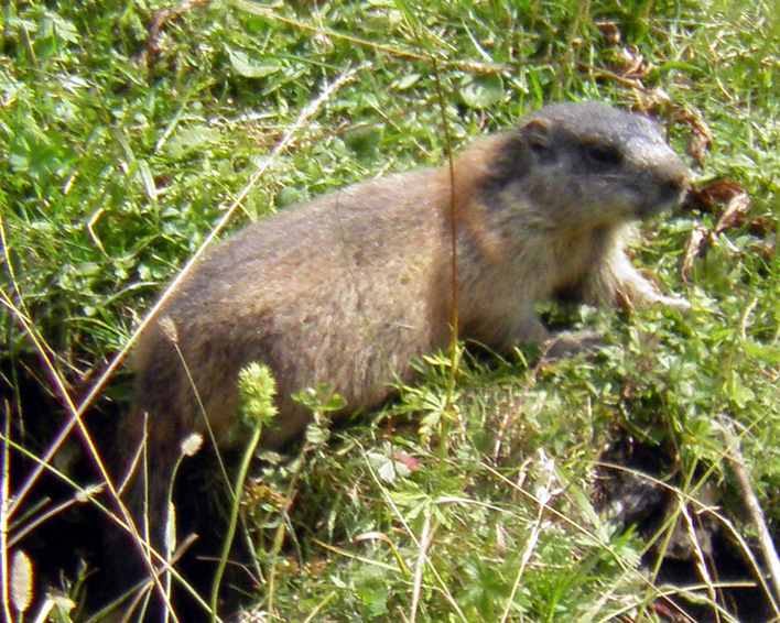 RODITORI E LAGOMORFI SELVATICI