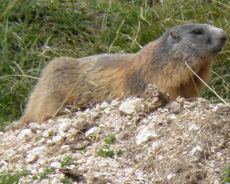 RODITORI E LAGOMORFI SELVATICI