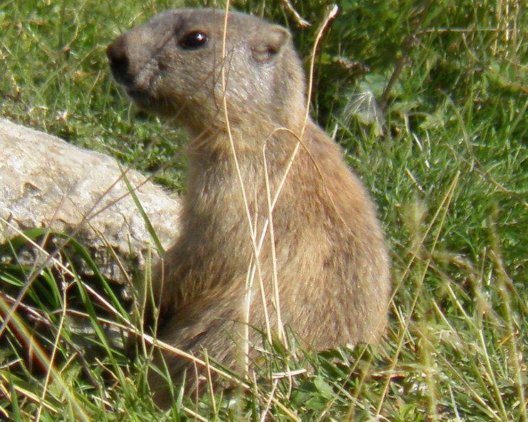 RODITORI E LAGOMORFI SELVATICI